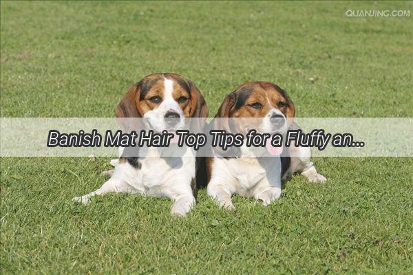 Banish Mat Hair Top Tips for a Fluffy and TangleFree Furry Friend